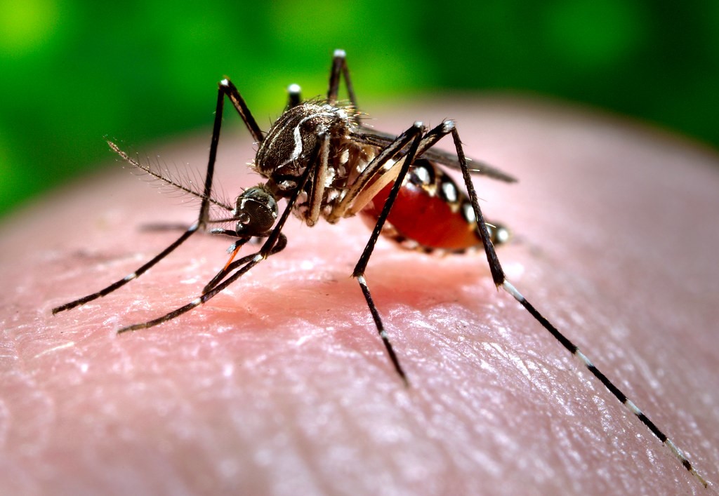 Mantenha sua caixa d’água segura e livre do mosquito Aedes aegypti!