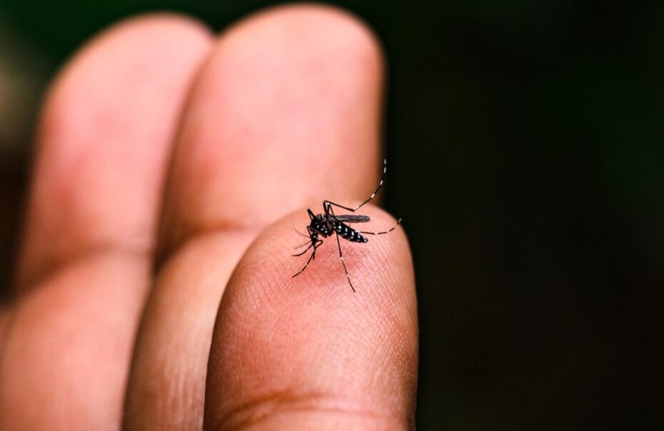 Combata a Dengue: Elimine os Criadouros e Proteja sua Saúde