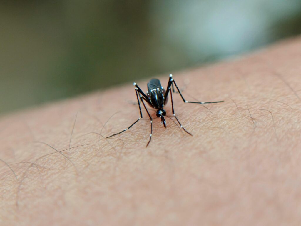 Combata a dengue: elimine os criadouros e proteja sua saúde